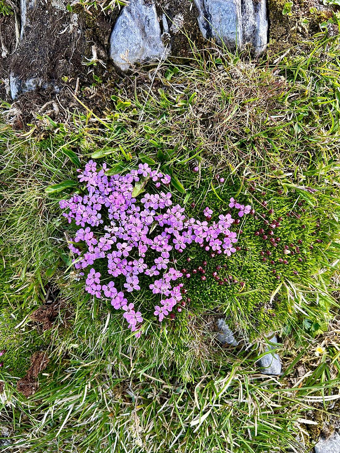 Vordere Brandjochspitze – Innsbruck - Tyrol · 6/6